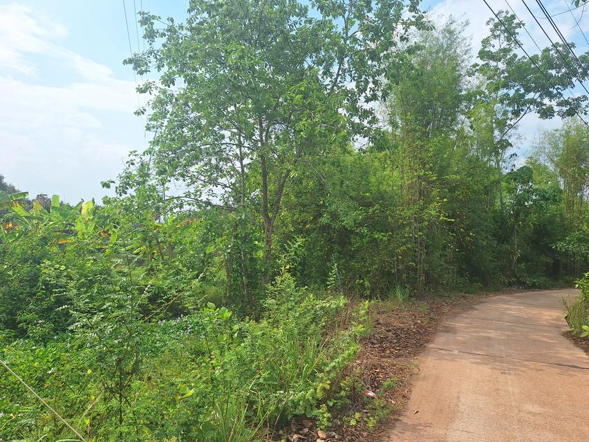 สวนทุเรียนแปลงเล็กระยอง 11