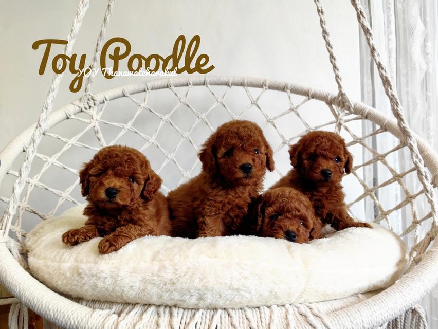 Toy Poodle พุดเดิ้ทอย ชาย หญิง