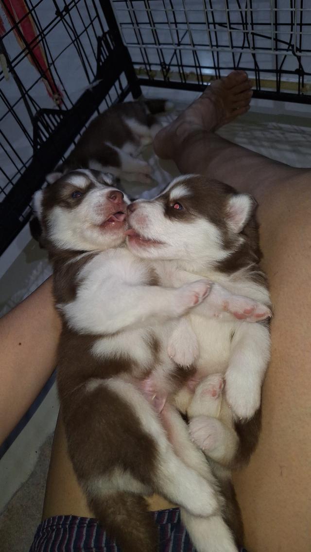 ไซบีเรียน 13