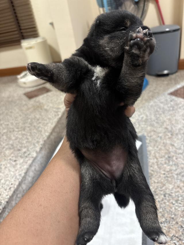 สุนัข ชิบะ สีดำ 2สาวน้อย 2