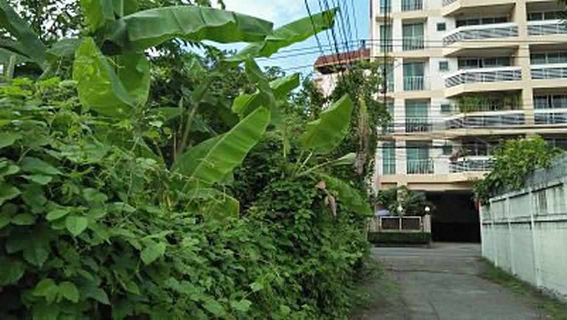Rent land 404 sqm. closed road in the soi the tree covered s 2