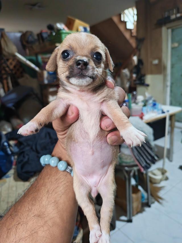 ขายลูกชิวาวา ผู้หญิง พร้อมย้ายบ้าน 3