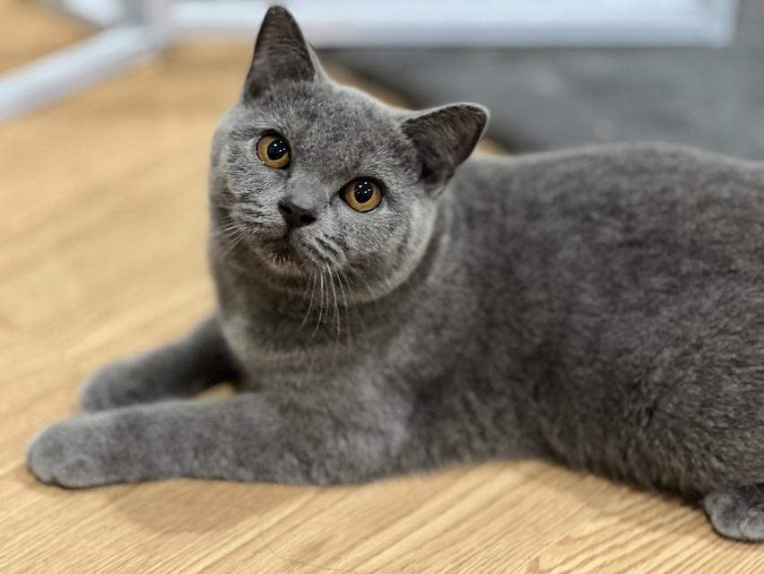 สาวน้อยบริติชสีบลูแท้ 100%