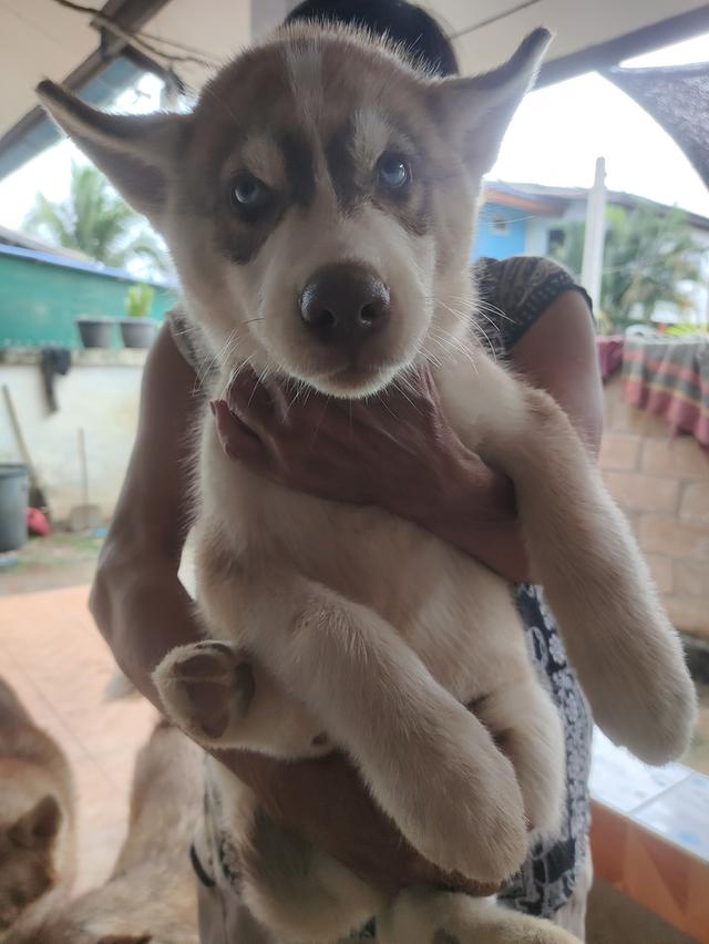 น้องไซบีเรียนน่ารักๆ 2