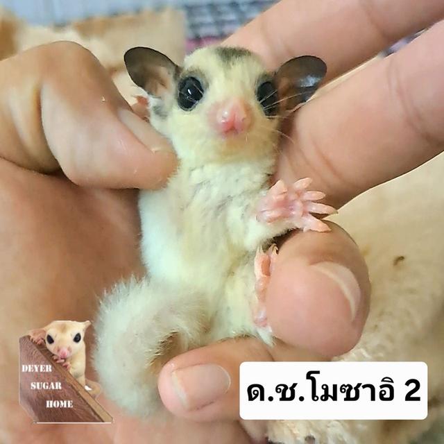 ชูการ์ไกลเดอร์ 10