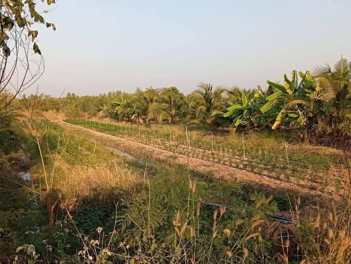 ขายที่ดินพร้อมพืชพันธุ์ 2