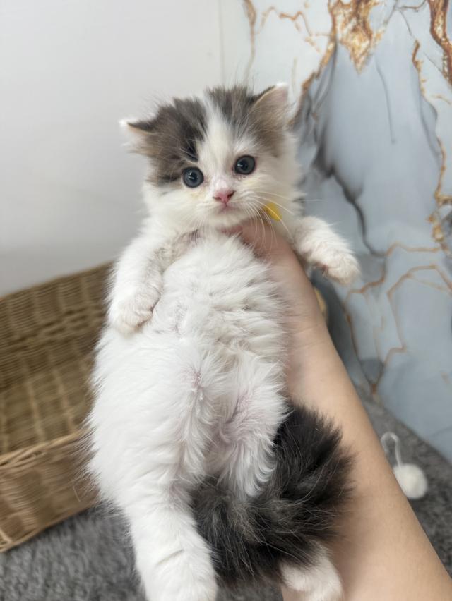 ลูกแมวพันธุ์สก๊อตติช