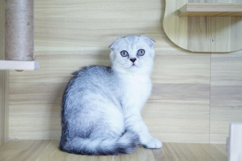 แมว สก็อตทิชหูพับ เพศเมีย รูปที่ 7