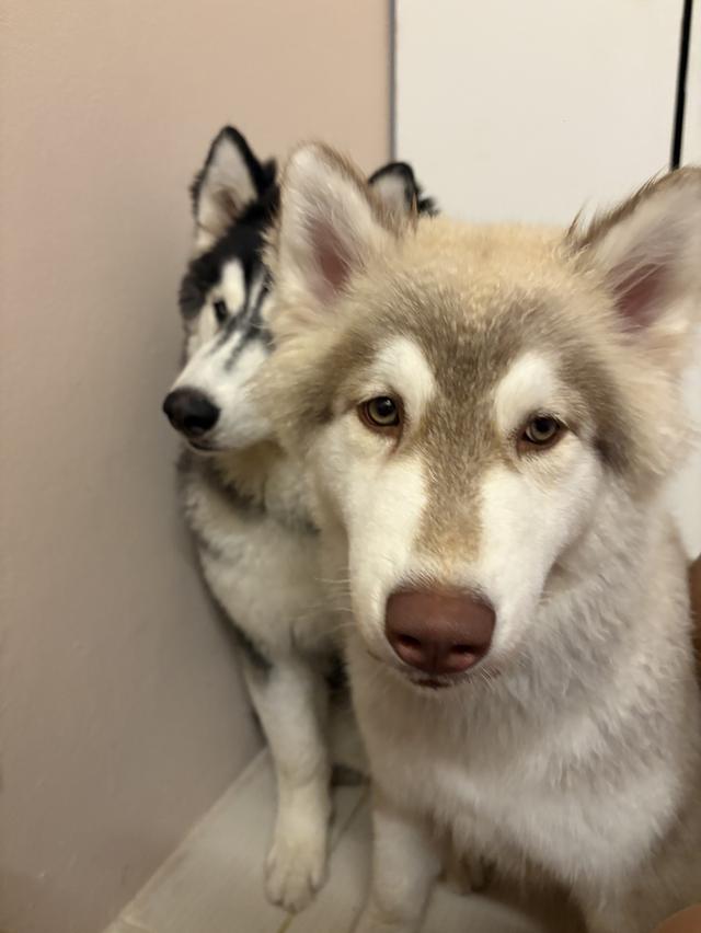 Siberian huskies looking for a home รูปที่ 8