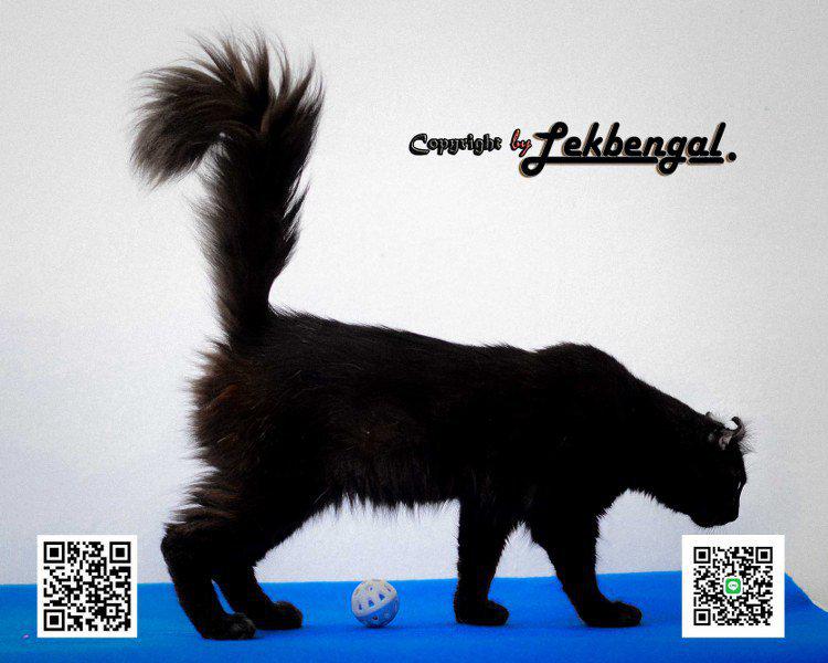 ราคาพิเศษขายลูกแมว อเมริกันเคลอ American Curl สายพันธุ์แท้ เพศผู้