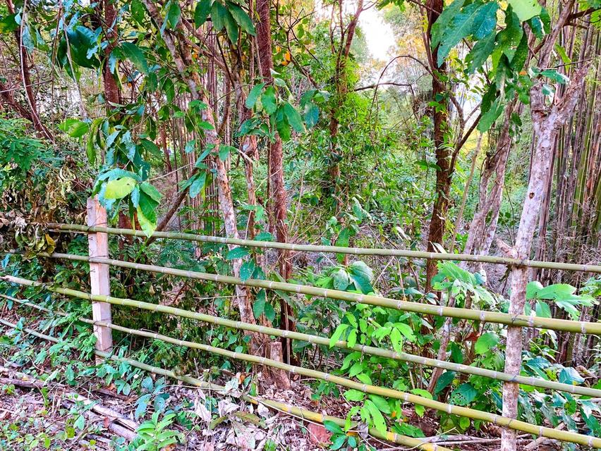 🏡 ขายที่ดินน่าน อ.ปัว วิวดอยภูคา | แปลงเดียว | พร้อมสร้าง 7