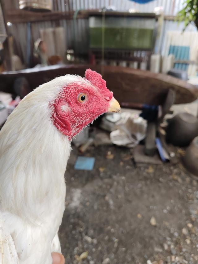 ไก่ชนเลิกเลี้ยง ขายเหมา