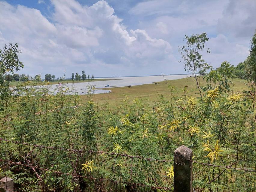 ขายที่ดินติดเขื่อนลำปาว กาฬสินธุ์ พื้นที่รวม 55 ไร่ เหมาะพัฒนารีสอร์ทหรือโครงการท่องเที่ยว 8