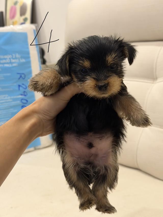 หมายอร์คเชียร์(Tcup) รูปที่ 6