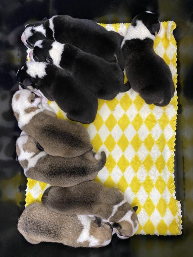 ลูกหมา 2