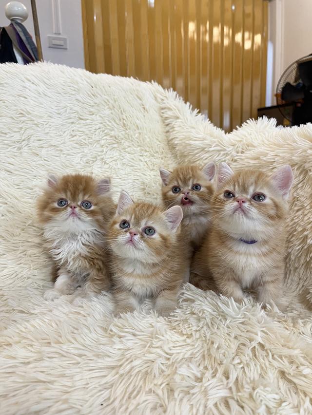 แมวสีส้ม เพศเมียสวยมากแท้ รูปที่ 3