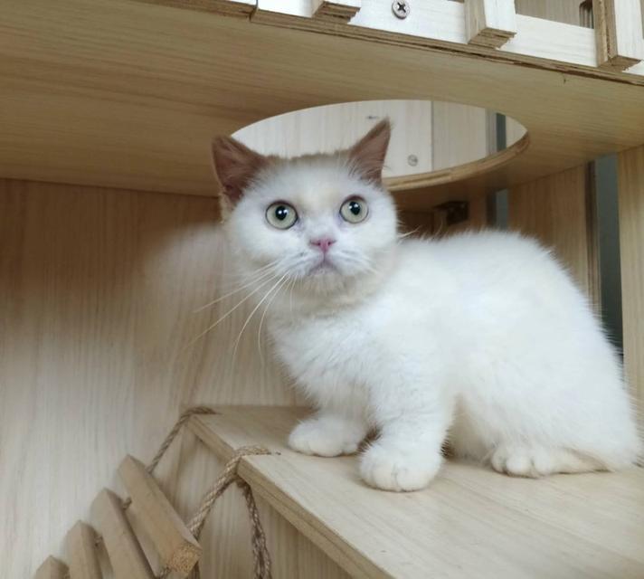 5.แมวมันช์กิ้น เพศเมีย Munchkin Cat Female รูปที่ 6