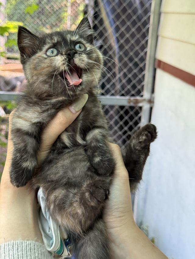 mini product image 4