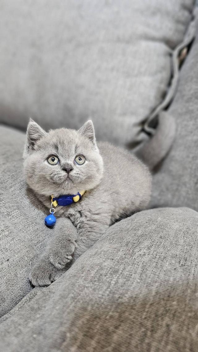 บริติชช็อตแฮร์แท้ น้องบลู 10