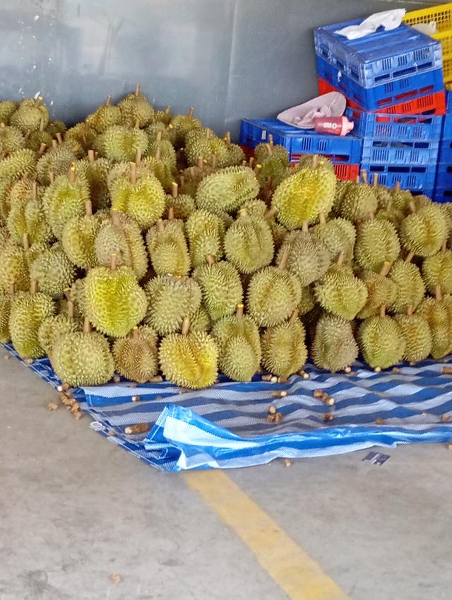 ทุเรียนหมอนทองเป็นลูกรับประกันเนื่อ 7