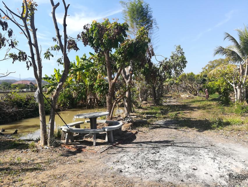 ขายที่ดิน+บ้านสวน อำเภอแม่ริม จังหวัดเชียงใหม่ บรรยากาศธรรมชาติสโลว์ไลฟ์ เหมาะทำคาเฟ่ รีสอร์ท ฟาร์มสเตย์ และธุรกิจเกษตร 5