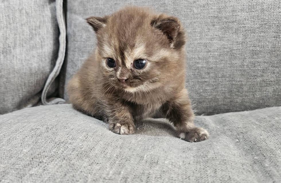 สก็อตติชแท้ สีช็อคครีม หายาก