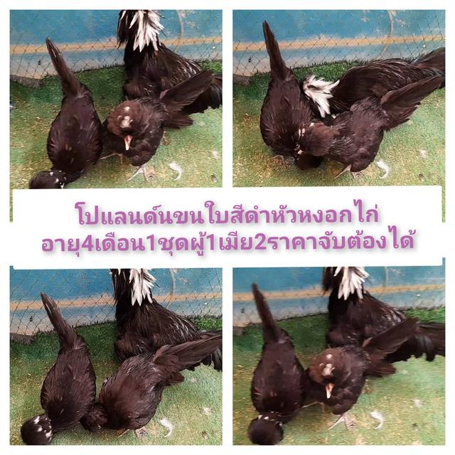 โก่โปแลนด์ขนเรียบสีดำอายุ4เดือนชุด3ตัวผู้1เมีย2"โปรพิเศษส่งฟรีทั่วไทย"