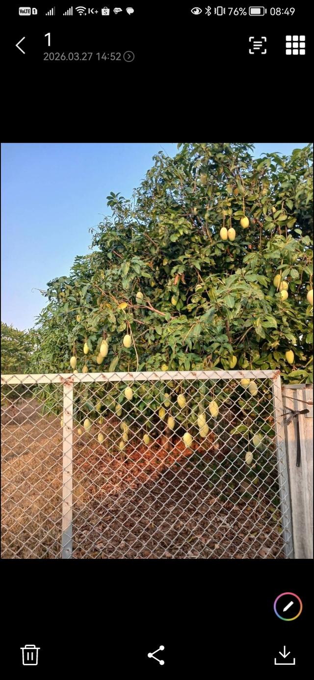 ขายถูกที่สุดบ้านสวนมี3หลังพร้อมที่ดิน295.5ตรว.โฉนดครุฑแดง ราคาถูกที่สุด1.35ล้าน โฉนดครุฑเเดง มีต้นไม้ผล 2