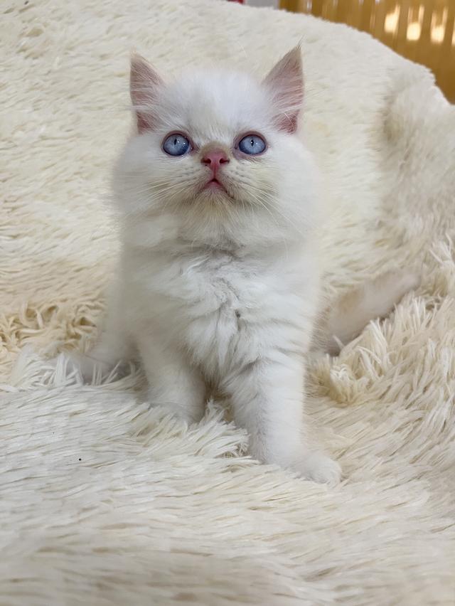 แมวเปอเซีย ดำขาว 🔥🔥🙂🙏 รูปที่ 16