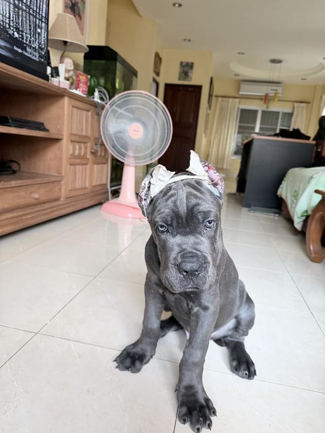 Cane corso puppy 9 weeks old  4