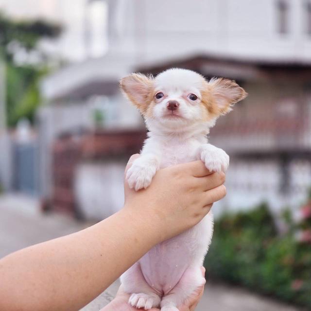 ชิวาวาแท้ขนยาว เพศเมีย พร้อมย้ายบ้าน 12