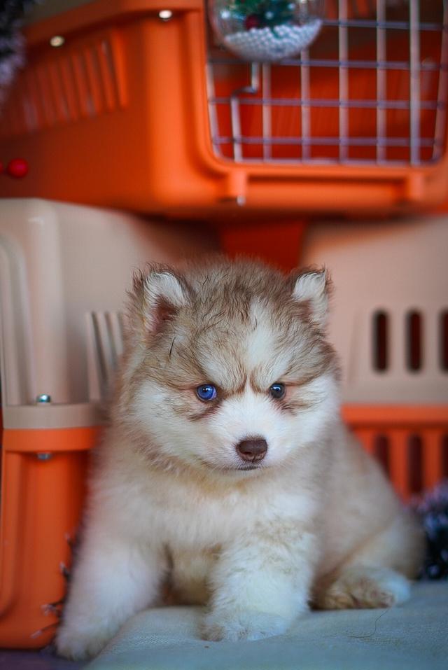 ไซบีเรียนฮัสกี้ Siberian husky ลูกสุนัขไซบีเรียนฮัสกี้ 6