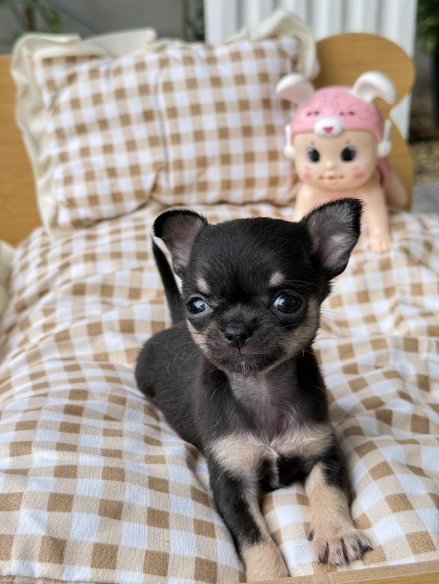 ชิวาว่าทีคัพ เด็กหญิง  ไซส์ทีคัพ น้ำหนัก 0.4ขีด 3