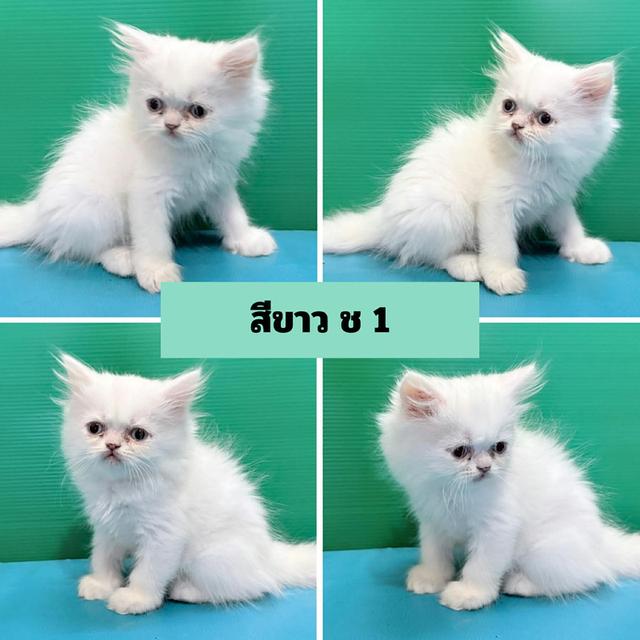 เปอร์เซียแท้ พร้อมย้ายบ้าน