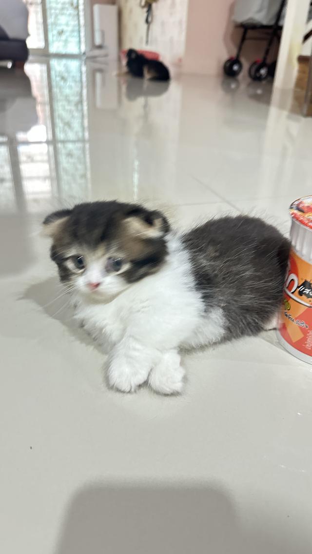 แมว ขาสั้น 8
