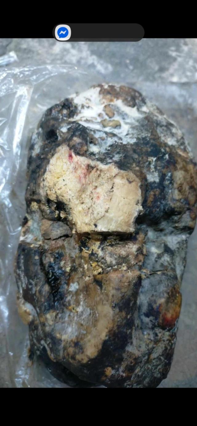 AMBERGRIS อ้วกวาฬ อำพันทะเล