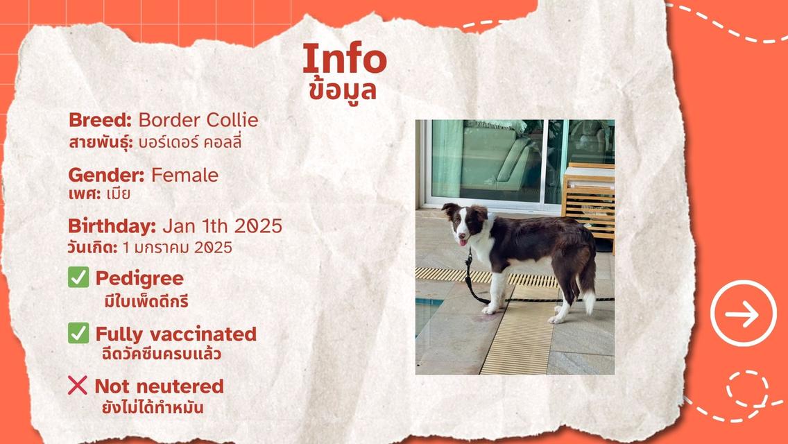 Border Collie 7 months 💕บอร์เดอร์ คอลลี่ อายุ 7 เดือน 4