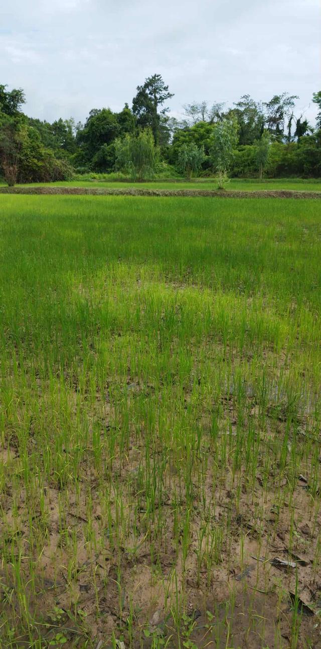 ขายที่ดิน 1 ไร่ ใกล้คำชะโนดจังหวัดอุดร 2