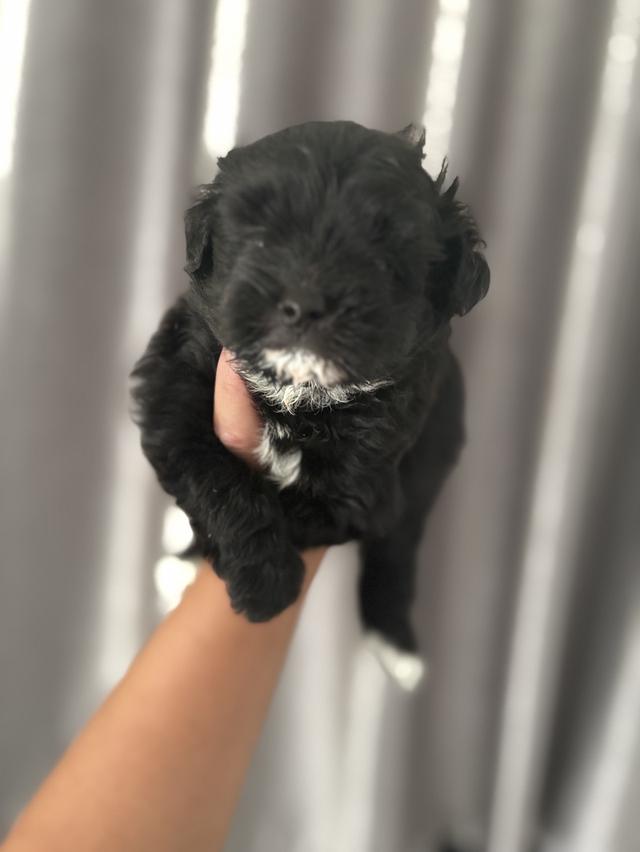 น้องหมา ชิวาว่ามอสทินผสมพุดเดิ้ล รูปที่ 3