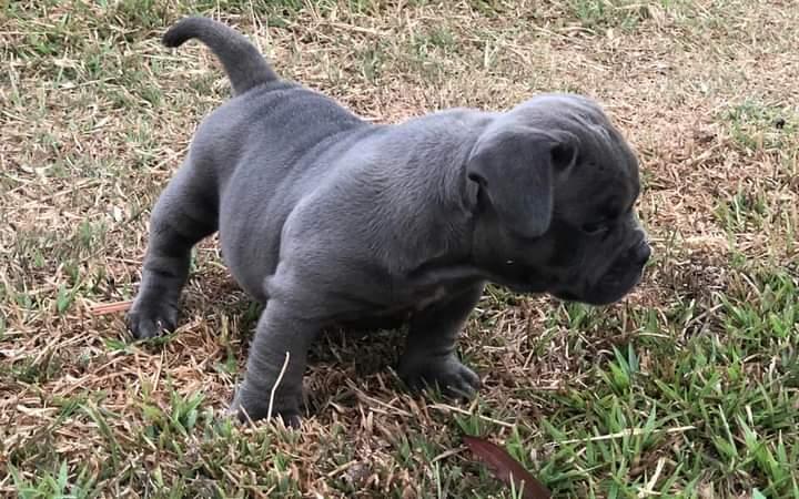 american bully 1