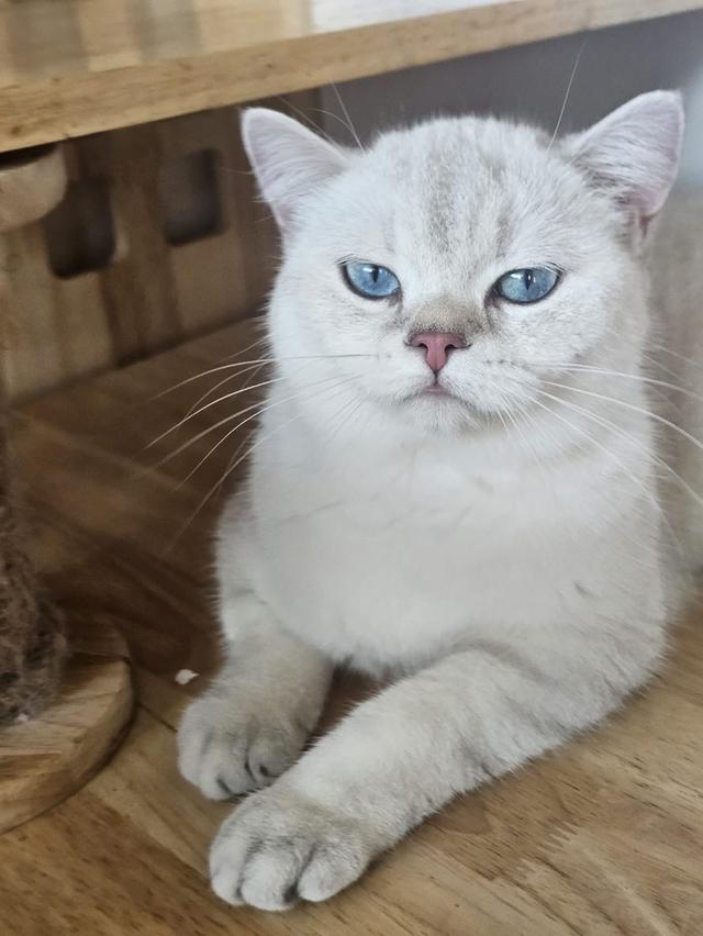 แมวบริติช British shorthair