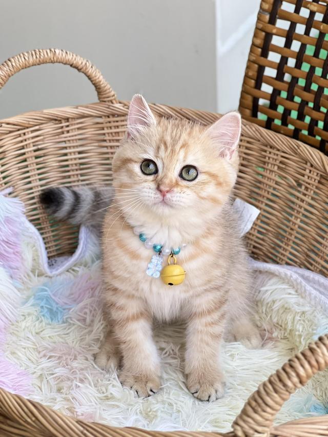 ดช.บริติช ช็อตแฮร์(ny)