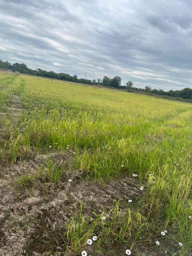 ขายที่ดิน 15 ไร่ ทำเลดี ติดกองบิน 4 ตาคลี เข้า ออกสะดวก น้ำไม่ท่วม 11