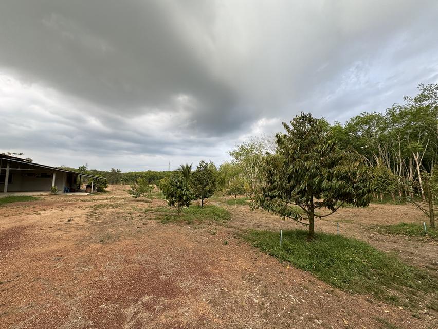 บ้านหลังใหญ่ พร้อมทุเรียน4ปี และสวนยางพารา 10