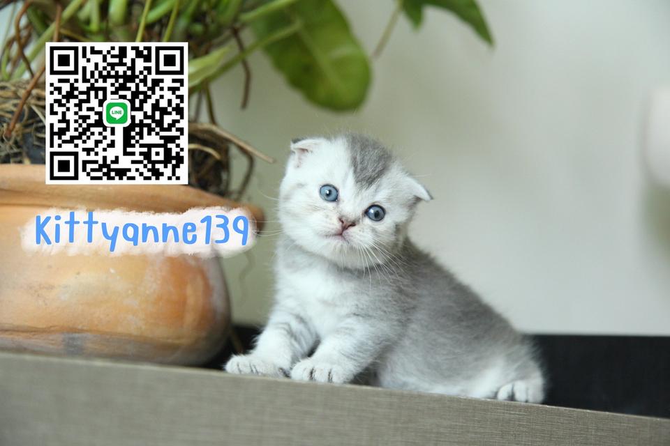 แมวสก็อตติชบริติชแท้