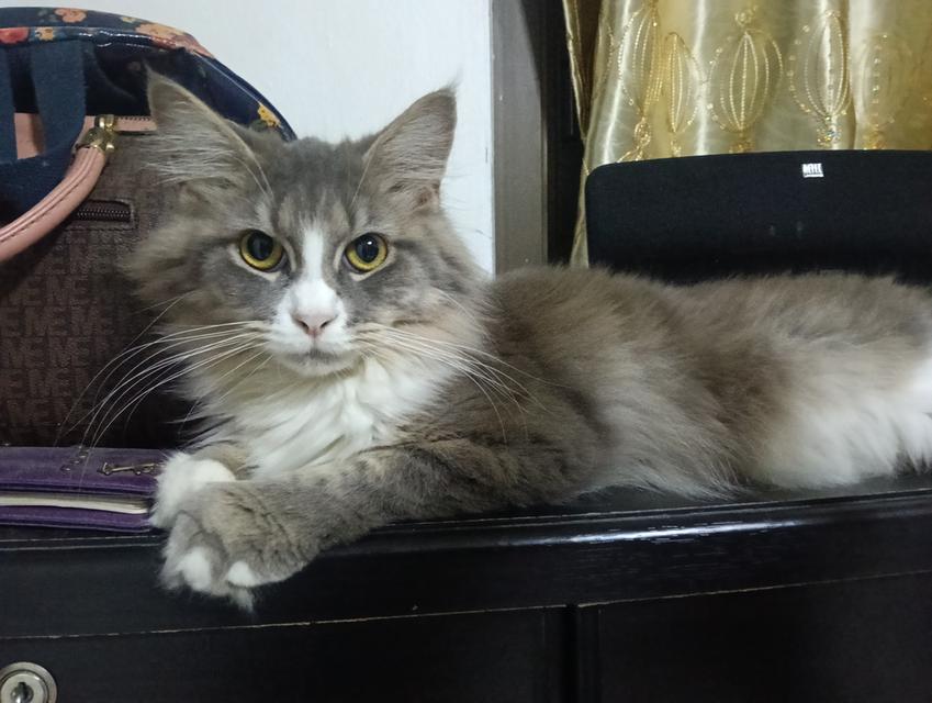 แมวเมนคูน............หญิงยังไม่ทำหมันหาบ้านด่วน