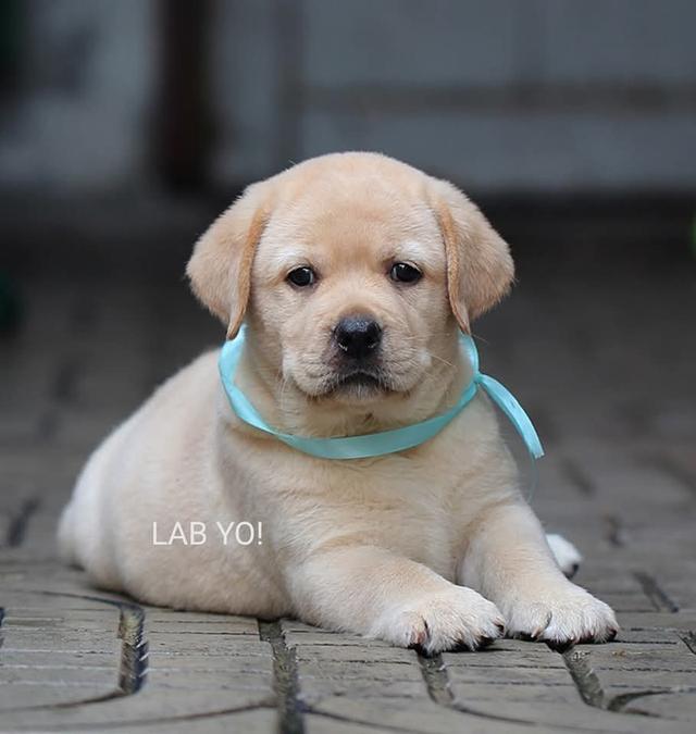 จำหน่ายลูกสุนัขเกรด A LAB YO.! 2