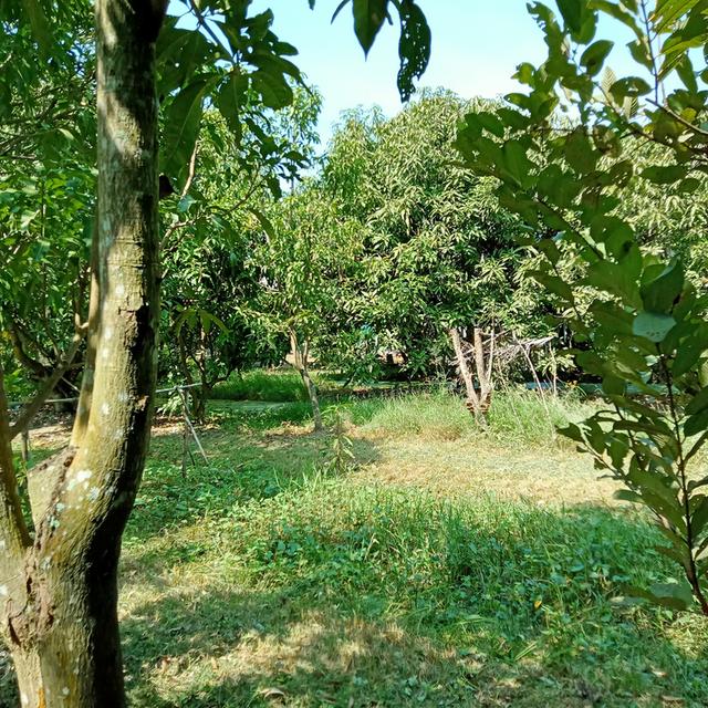 ขายสวนมะม่วงพร้อมบ้านราคา2400000บาท 4