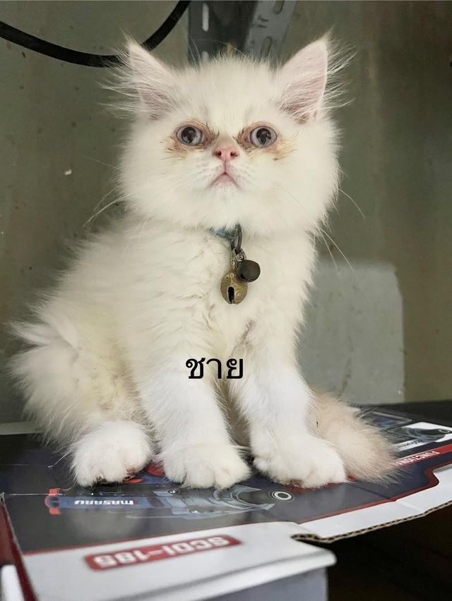 ลูกแมว