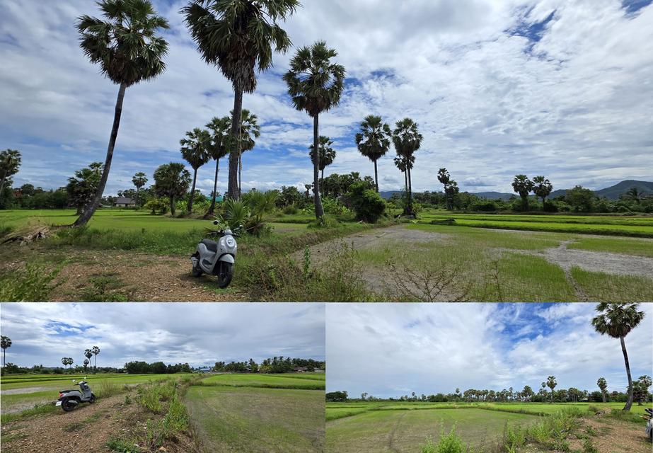 📢ที่ดินสวย🎯วิวภูเขา⛰ทุ่งนาป่าตาล🌴บรรยากาศดี🏞อุดมสมบูรณ์ 🌟2ไร่2งาน24ตรว.👑 ในชุมชน🧘ติดถนน🏡หมู่บ้าน ใกล้ไฟฟ้า🛜ประปา🌊คลอง🏧สาธารณูปโภค 1